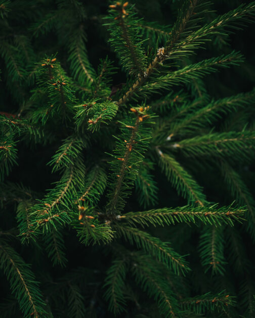 Des branches de sapins en gros plan